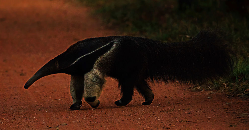 Giant Anteater Myrmecophaga tridactyla Photo by D Ascanio